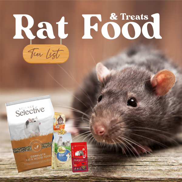 Rat Food & Treats Tier List Rank) TierMaker
