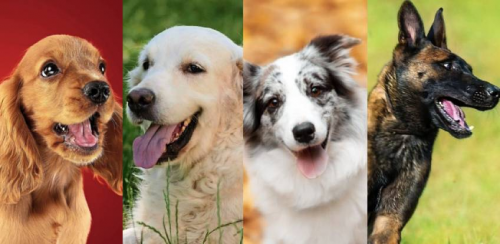 Create a Cutest Dog Breeds Tier List - TierMaker