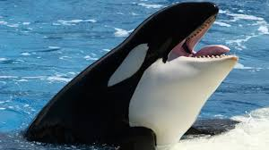 Whales Gacha Tier List Community Rank Tiermaker