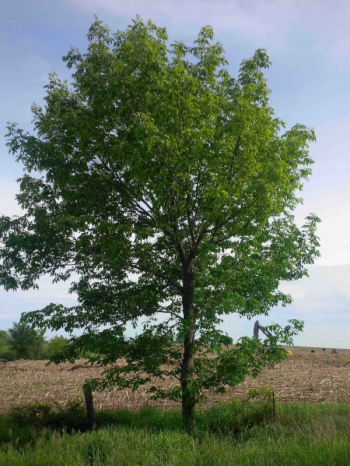 "Extinct" Variety of Tree Rediscovered at Queen's Palace in Scotland Botanic gar