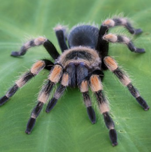 Create a amazon rainforest Tier List TierMaker