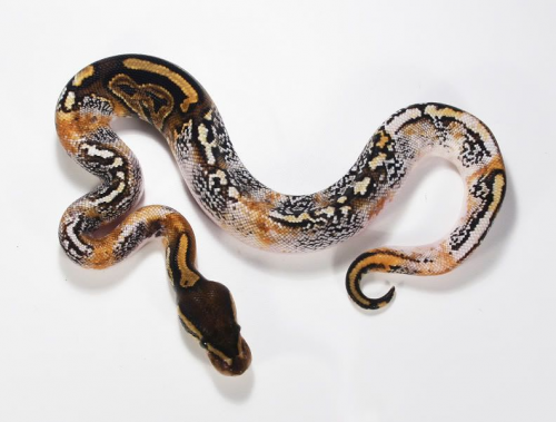 Create a Ball Python morphs Tier List - TierMaker