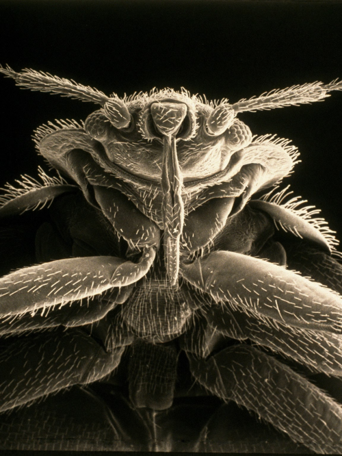 Create a Bed Bug Products Tier List TierMaker