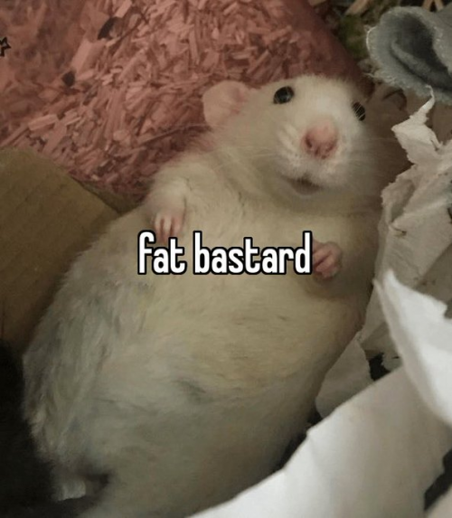 best hair to scratch Tier List Rankings) TierMaker