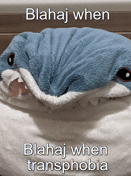 blåhaj