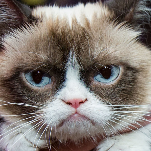 Create a Cat Breed Tier List TierMaker