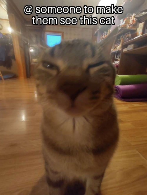Create A Cat Tier List Tiermaker Create A Cat Tier List Tiermaker