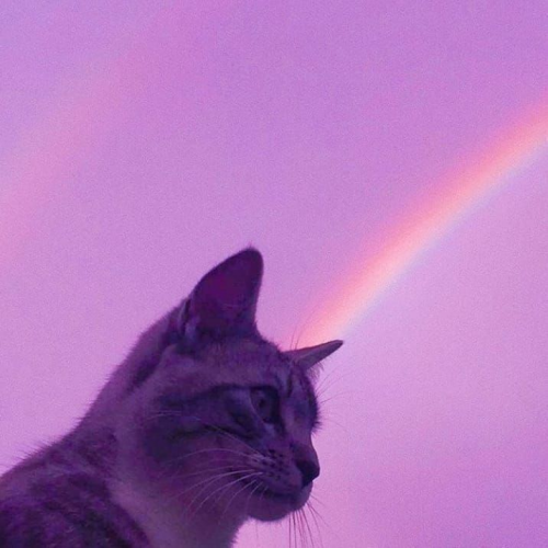 Create A Cat Tier List Tiermaker Create A Cat Tier List Tiermaker