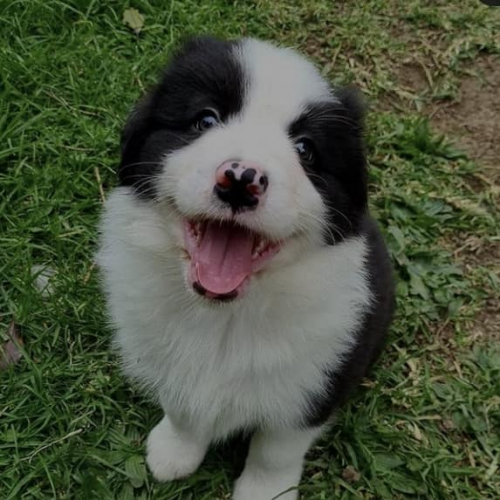 Champions Arena Trello Ranked Tier List (Community Rankings) - TierMaker