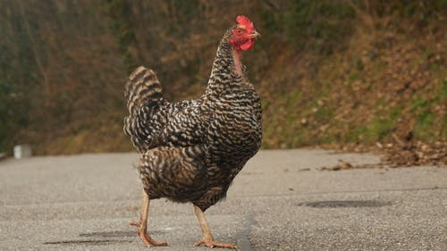 twine to tie chicken