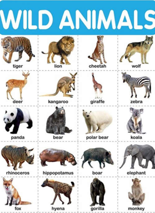 Cutest animals Tier List Rankings) TierMaker