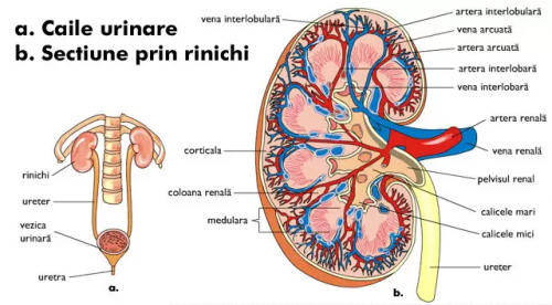 Pchtb main. A/ arcuata почки. Sistemul. Rinichi. Sistemul Visual.