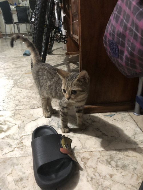 ditc-cast-tier-list-community-rankings-tiermaker