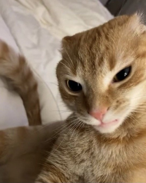 Create A Egygames Rank Tier List TierMaker create-a-egygames-rank-tier-list-tiermaker