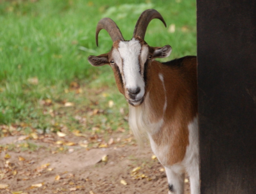 Create A Every Team S Goat Tierlist Tier List Tiermaker Create A Every Team S Goat Tierlist Tier List Tiermaker