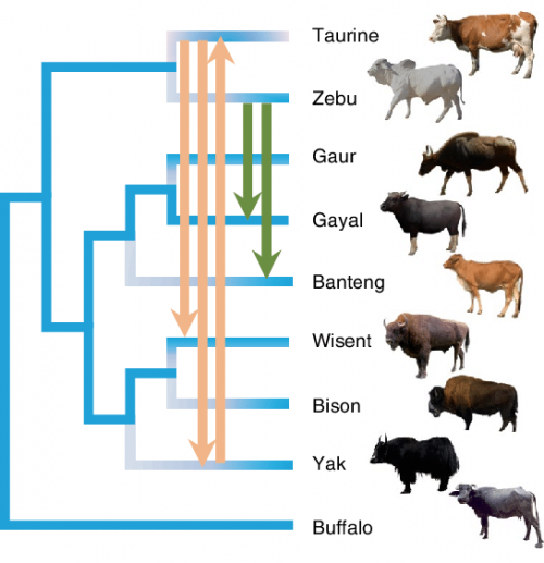 extant species of bos (cattle) Tier List (Community Rankings) - TierMaker