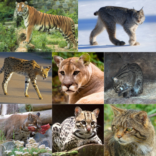 Create a Felidae Tier List - TierMaker