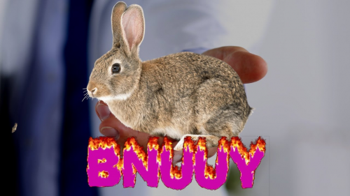 Create a Fictional Rabbits and Rabbit Adjacent Creatures Tier List ...