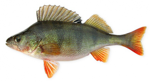 Finnish fish Tier List (Community Rankings) - TierMaker
