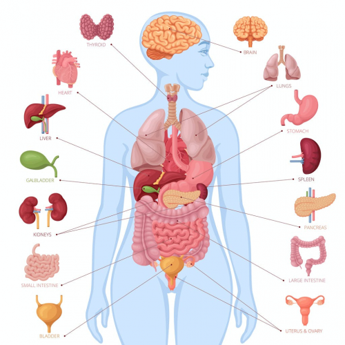 Sentiments Corporels Fluides corporels Tier List (Community Rankings) - TierMaker