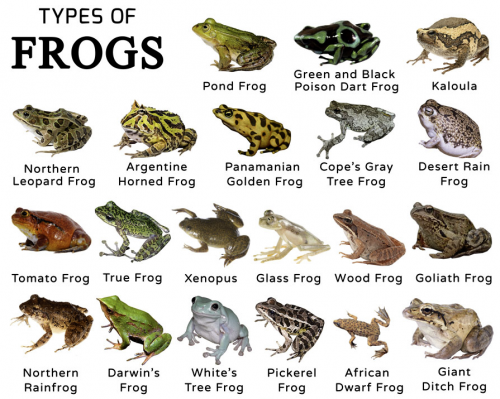 Types of Frogs Tier List (Community Rankings) - TierMaker