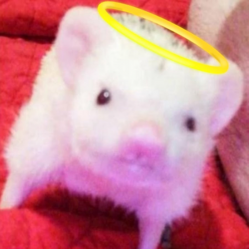 Create a Gaming Mice Tier List TierMaker