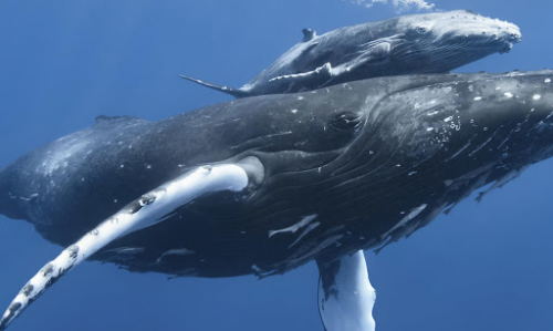 Genshin Impact Whale Tier List Community Rank Tiermaker