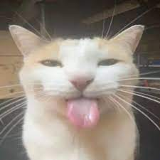 Create A Goofy Ahh Cats Tier List TierMaker