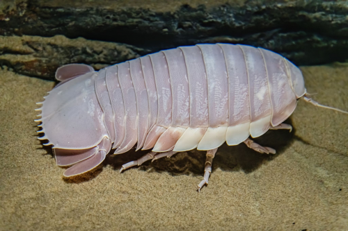 Create a Isopod Tier List - TierMaker