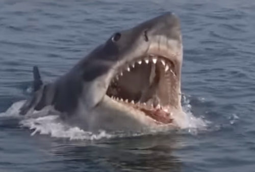 JAWS SHARKS Tier List (Community Rankings) - TierMaker