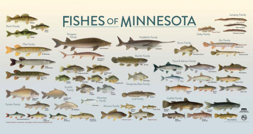 Create a MN DNR Poster fish tierlist Tier List - TierMaker