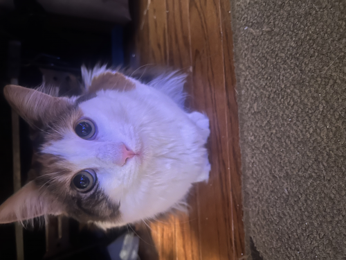 My favorite singers Tier List (Community Rankings) - TierMaker