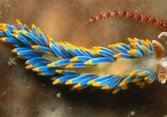 Create A Oceans Occ Tier List Tiermaker