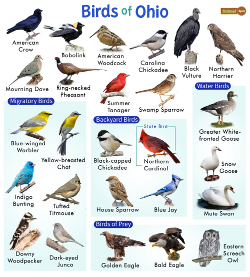 Create a Ohio Birds Tier List - TierMaker