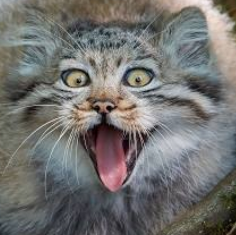 Pallas Cat Plush Tier List (Community Rankings) - TierMaker
