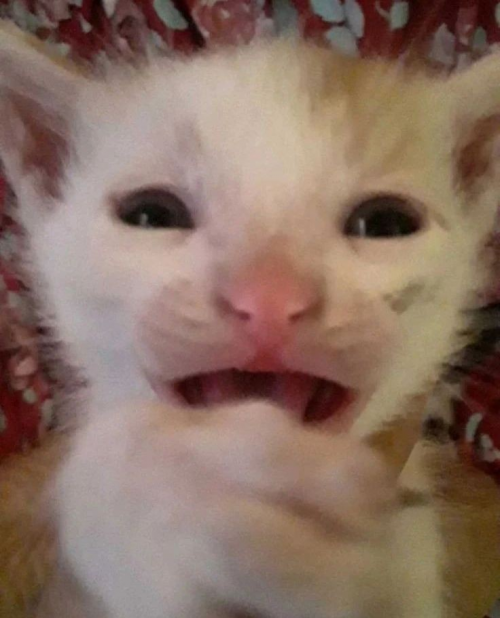 pars-hominem-cast-tier-list-community-rankings-tiermaker