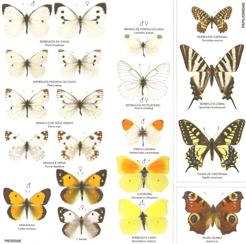 Create a Portuguese Butterfly/Lepidoptera Species Tier List - TierMaker