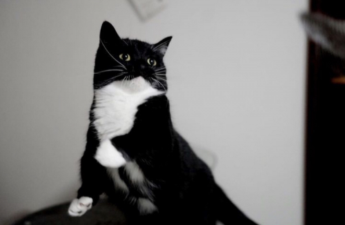 Create a rank cats Tier List - TierMaker