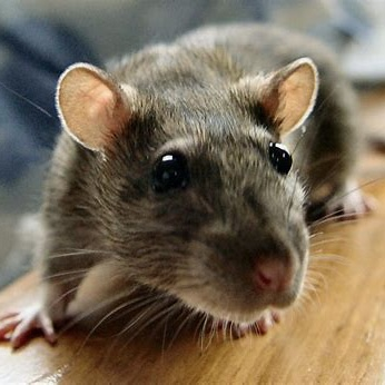Lab Rats Tier List Rat Tier List (Community Rankings) - TierMaker