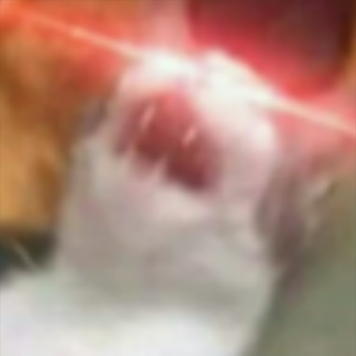 Rating Human Attractiveness Tier List Rankings) TierMaker