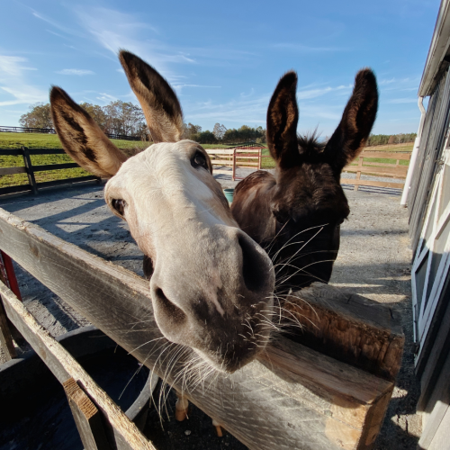 Create a Red Bell Run Equines Tier List TierMaker
