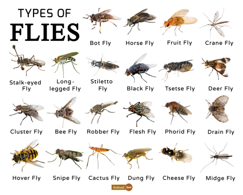 create-a-renking-the-worst-insects-tier-list-tiermaker