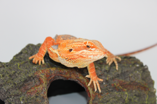 Reptile Supplies Tier List Community Rankings TierMaker reptile-supplies-tier-list-community-rankings-tiermaker