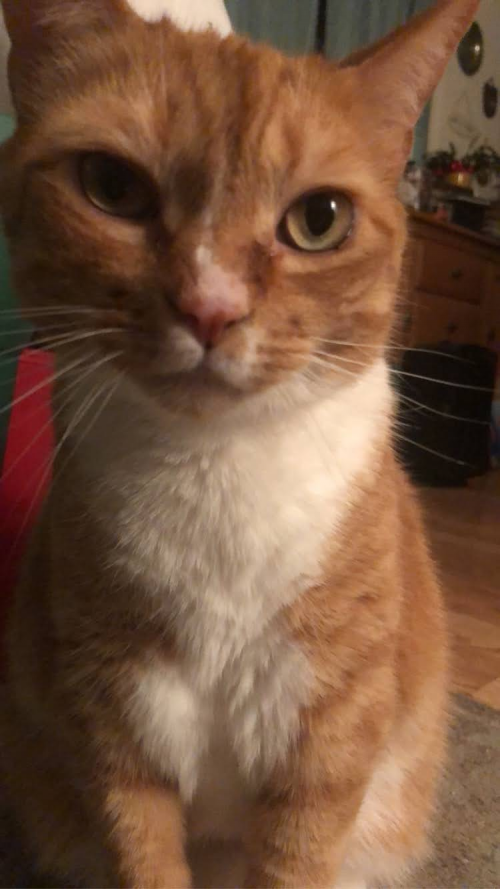 ringo-cat-tier-list-community-rankings-tiermaker