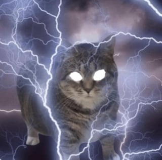 Create a silly cats Tier List TierMaker Create a silly cats Tier List TierMaker