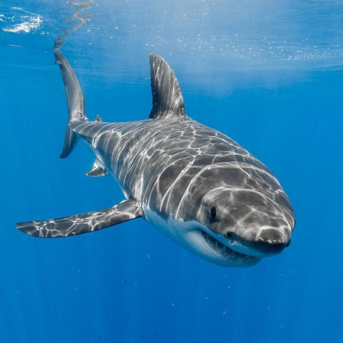 Create a The Apex Predators Tier List - TierMaker