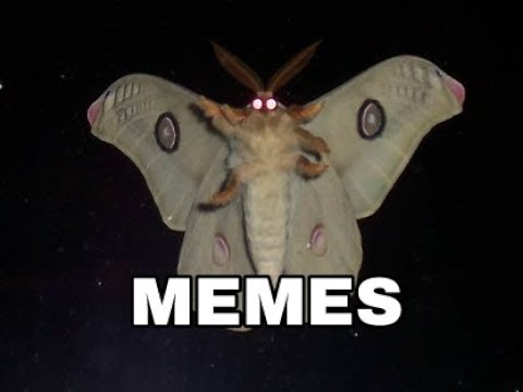 Моль мем. Мотылек Мем. Moth Мем. Мемы с мотыльком. Мемы про моль.