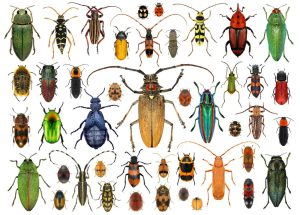 liste des insectes