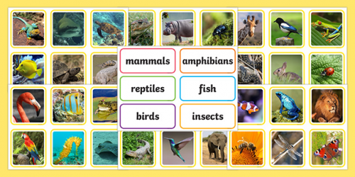 Of Animals On Earth (based On Smashability) Tier List (community 