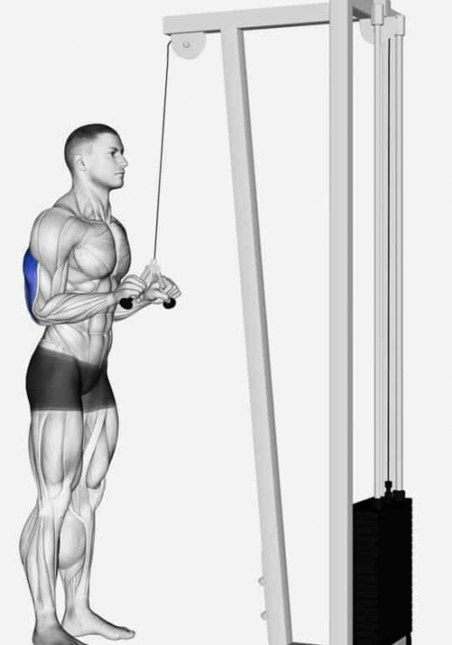 Create A Triceps Exercises Tier List Tiermaker